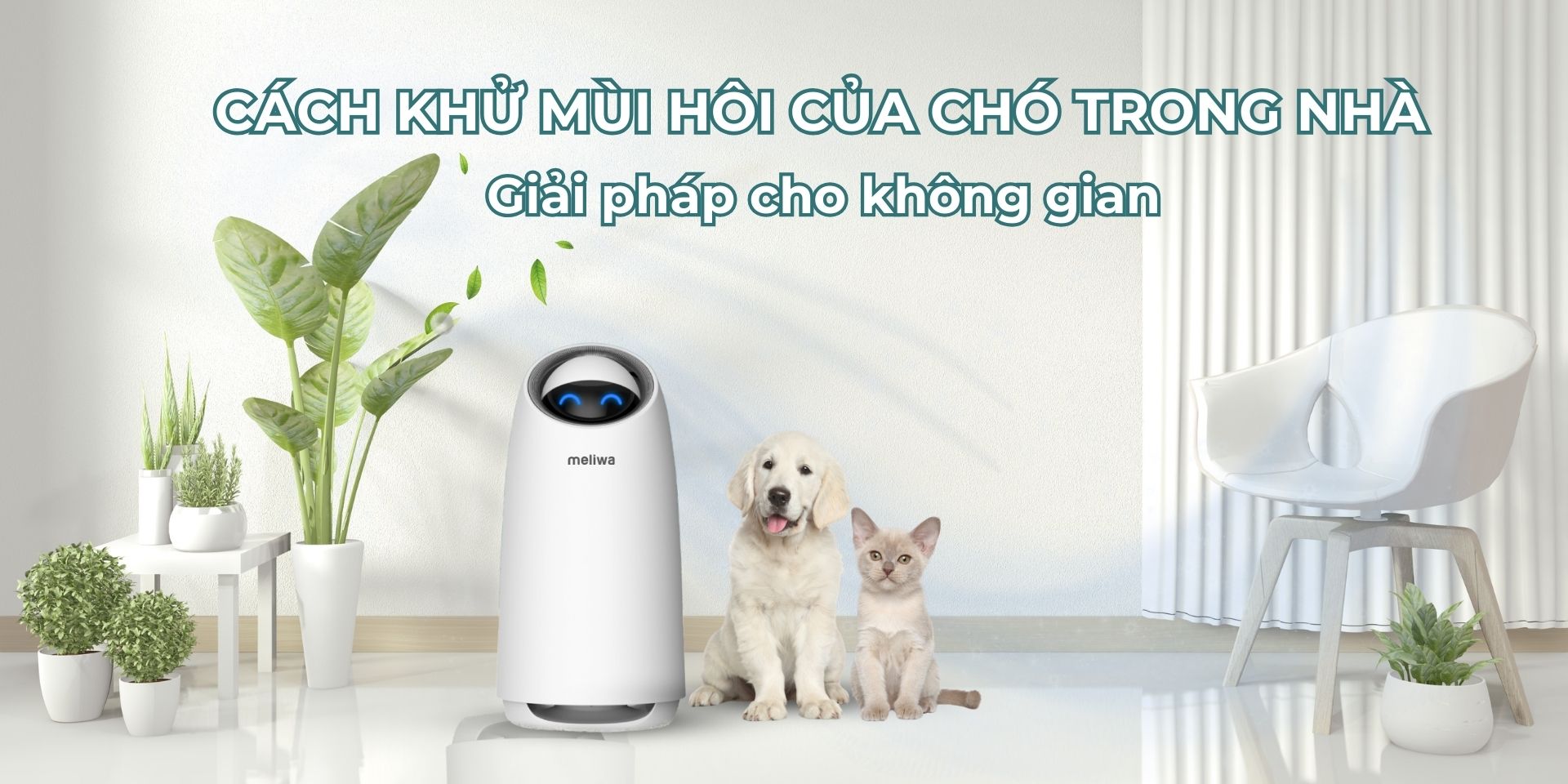 Cách khử mùi hôi chó trong nhà: Giải pháp cho không gian